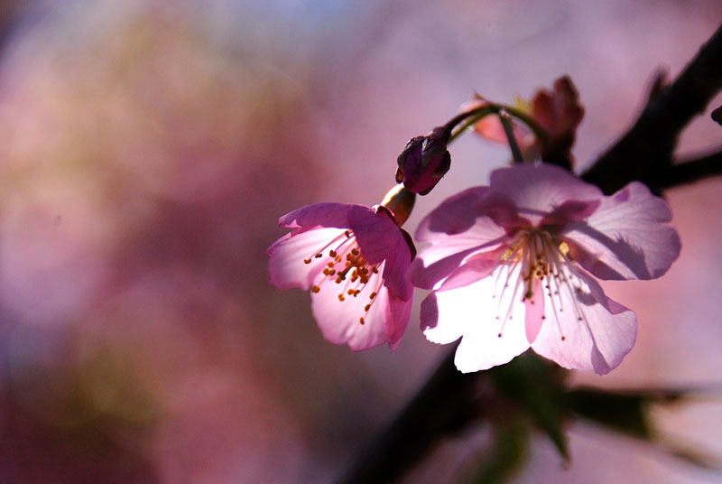 河津桜_f0060531_17402696.jpg