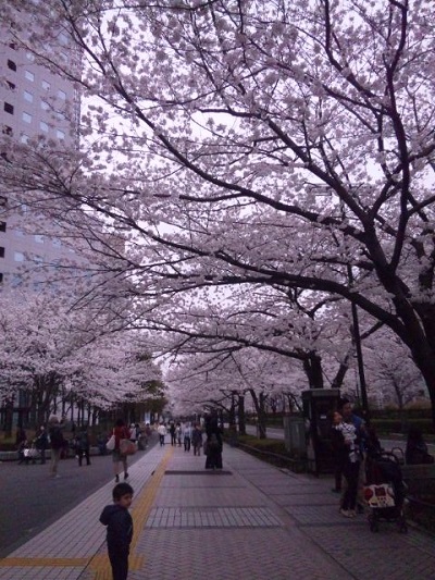桜満開のレッスン_d0152937_21402816.jpg