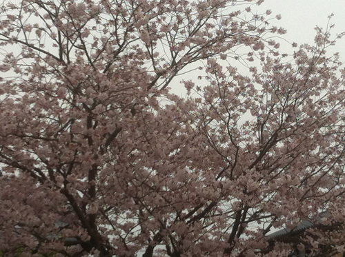 c0036138_111033.jpg
