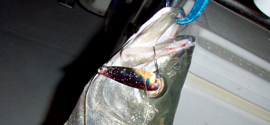 b0169939_13335310.jpg
