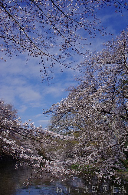 井の頭公園サクラだより(3) ・・・今日は八分咲き_a0009142_121330.jpg