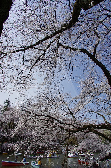 井の頭公園サクラだより(4) ・・・超広角レンズDA14mmでサクラ撮影_a0009142_15553245.jpg