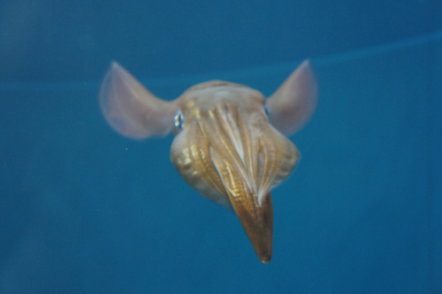 葛西臨海水族園 の生き物達_e0040345_020128.jpg