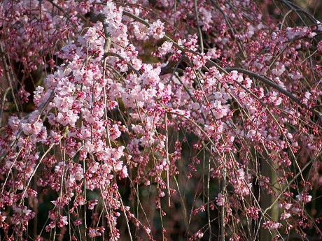 京都桜めぐり（3/23）_c0057946_21573288.jpg