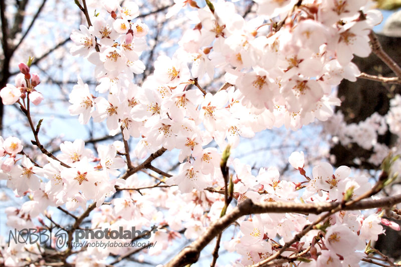 奈良一番桜2013 *01_a0134950_23265951.jpg