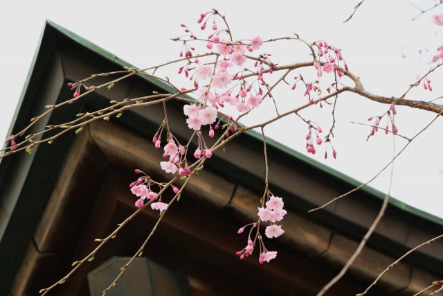 桜咲く（２）_e0117950_234478.jpg