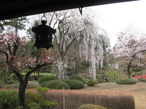 喜多院のしだれ桜をどうぞ_b0115553_1718215.jpg