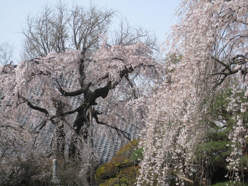 中院のしだれ桜を追加_b0115553_19405746.jpg