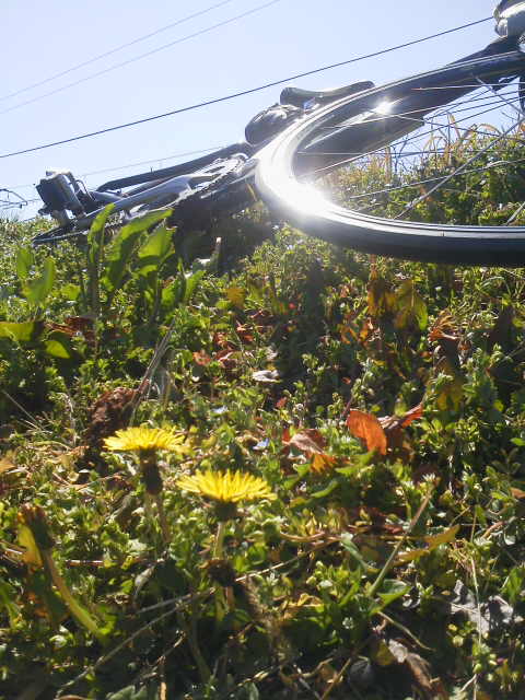 ロードバイクに乗って見つけたタンポポの花_c0214359_03428.jpg