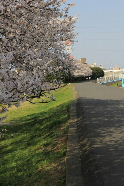 港北区樽町３丁目鶴見川土手  桜_f0230961_9251115.jpg