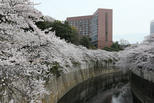 花見に行ってきました_f0237764_22591514.jpg