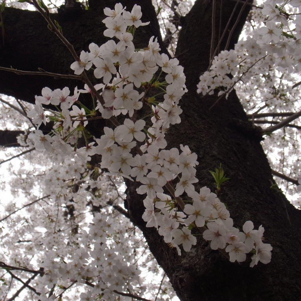 近所でお花見_a0123465_238582.jpg