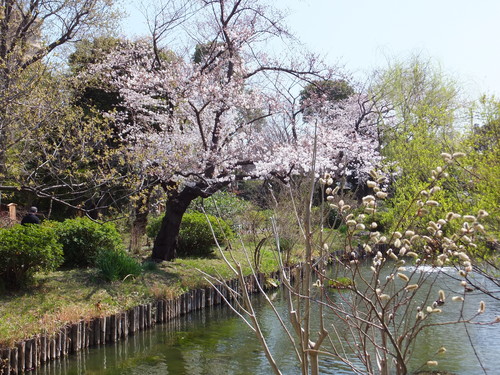 お花見２０１３＠向島墨堤_d0080566_11222350.jpg