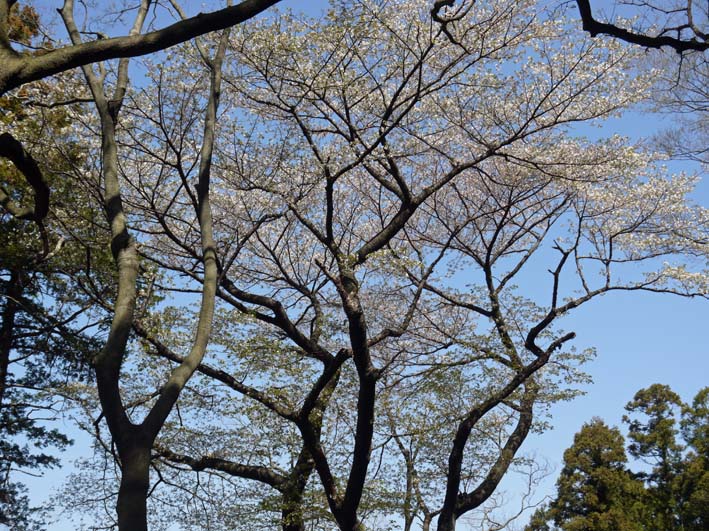 六国見山の夫婦桜の右斜め下のヤマザクラも凄い：3・22_c0014967_4535212.jpg
