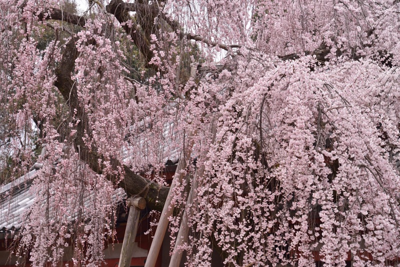 氷室神社の枝垂れ桜_f0067667_20464224.jpg