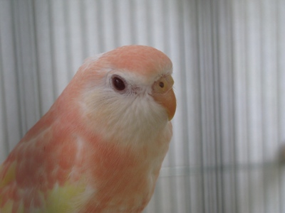 アキクサインコをお迎えしました_c0027871_1942949.jpg