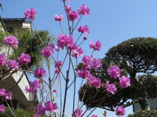 桜はまだでも春がいっぱい_d0168471_1523972.jpg