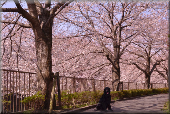 お花見散歩２０１３　＠川沿いの桜並木_e0099375_18544049.jpg