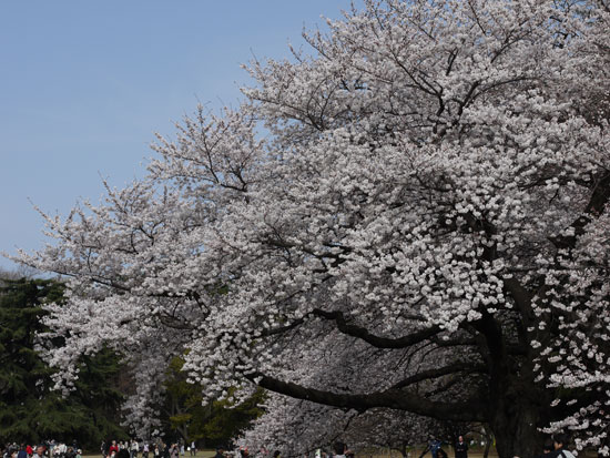 sakura_c0132976_22141025.jpg