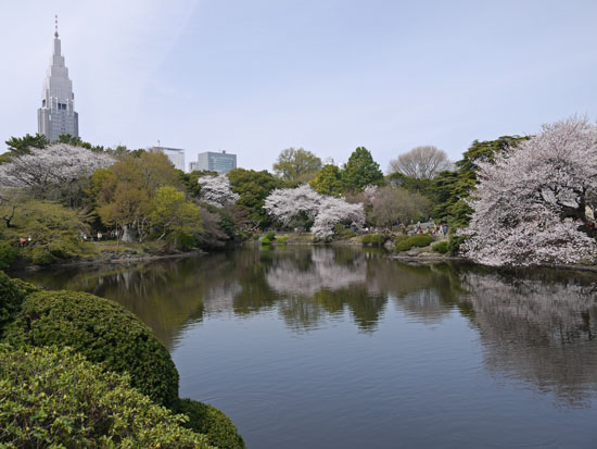 sakura_c0132976_22173413.jpg