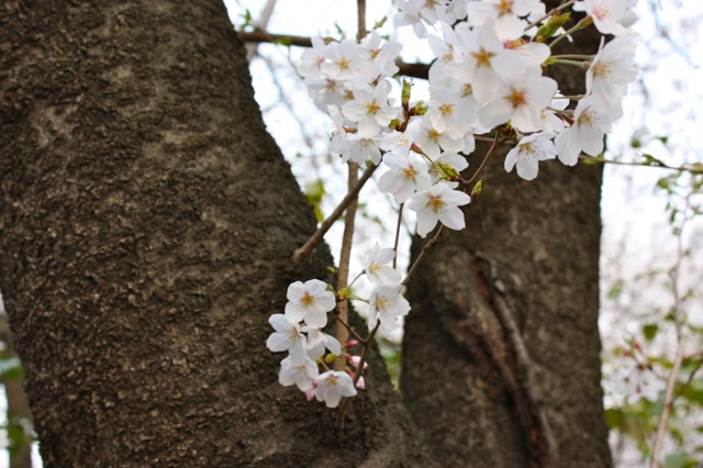 花見&散歩1_c0201876_2311437.jpg
