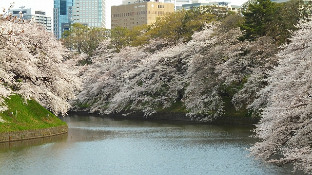 2013 SAKURA 【千鳥ヶ淵緑道】_b0215577_19132866.jpg