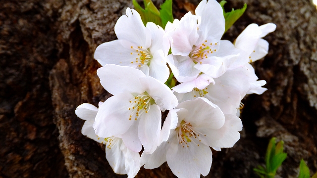 2013 SAKURA 【千鳥ヶ淵緑道】_b0215577_19201967.jpg