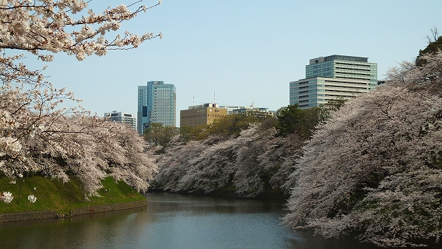 2013 SAKURA 【千鳥ヶ淵緑道】_b0215577_19362163.jpg