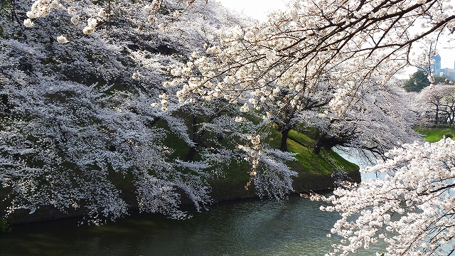 2013 SAKURA 【千鳥ヶ淵緑道】_b0215577_199166.jpg