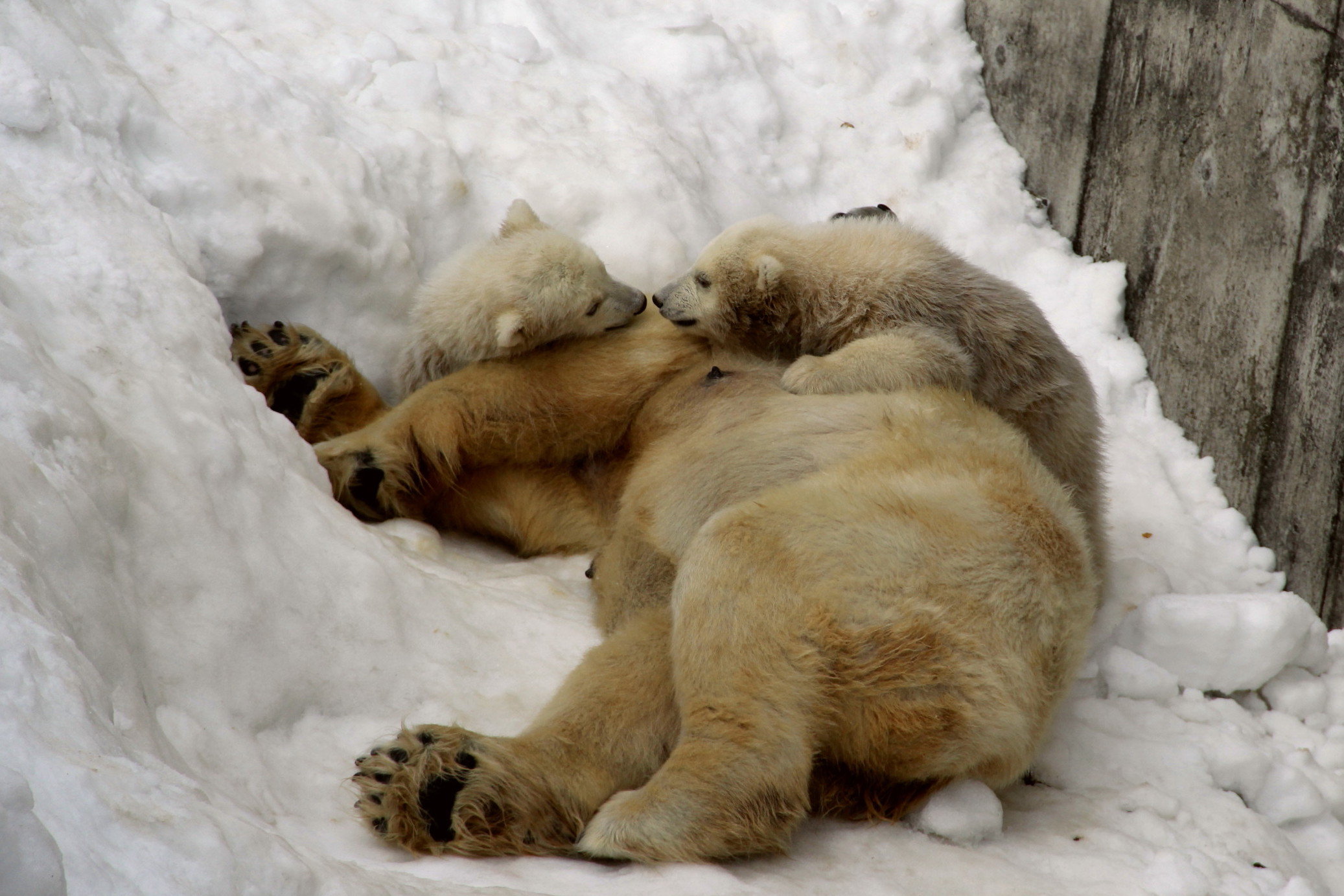 シロクマの赤ちゃん_e0068480_20331653.jpg