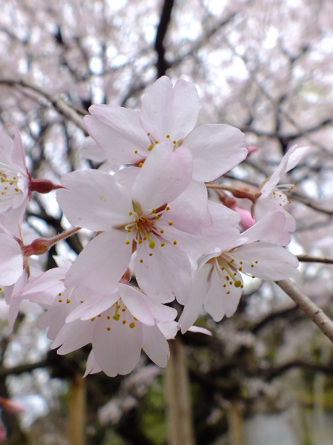 ３月２２日　六義園と小石川後楽園の桜_e0145782_18111054.jpg