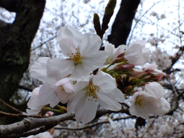 ３月２２日　六義園と小石川後楽園の桜_e0145782_1812136.jpg