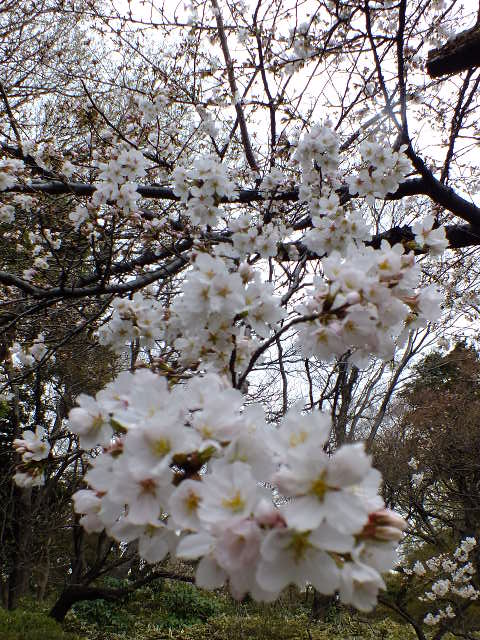 ３月２２日　六義園と小石川後楽園の桜_e0145782_18123387.jpg