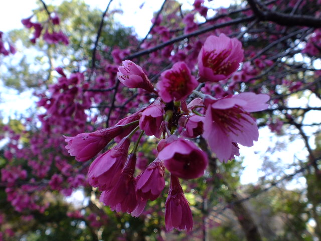 ３月２２日　六義園と小石川後楽園の桜_e0145782_18175790.jpg