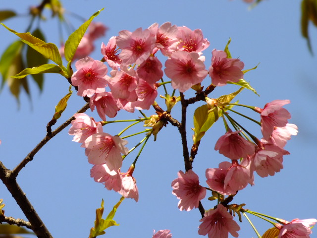 ３月２２日　六義園と小石川後楽園の桜_e0145782_18182697.jpg