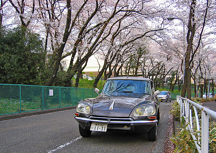 DS 23 で「三ツ沢公園」の桜見物です。_c0019483_2261118.jpg