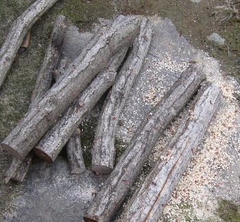 f0003283_18103639.jpg