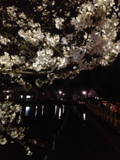 八分咲き_b0117785_1571246.jpg