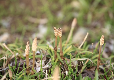 馬場花木園_e0305388_651316.jpg