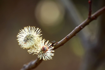 馬場花木園_e0305388_6515993.jpg