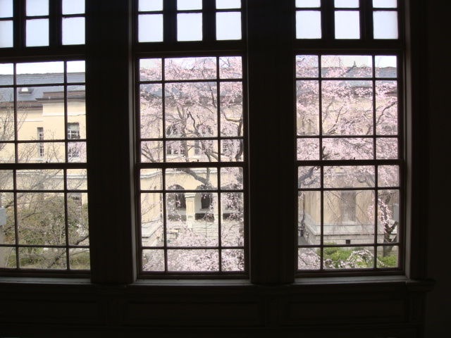 行ってきましたよ～、しだれ桜!満開の！京都府庁旧本館！へ～。_d0060693_19485532.jpg