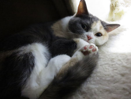 最近のキャリコ_c0108595_1333528.jpg