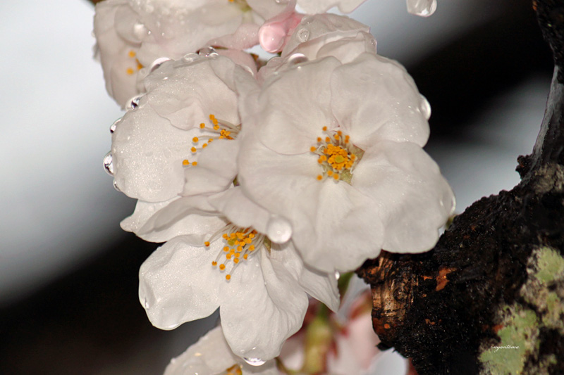 sakura  雨に濡れて_e0199197_23164464.jpg