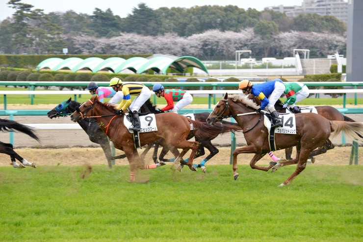 番外編　0323　中山競馬場　（日経賞　フェノーメノ他）_b0266698_20423810.jpg