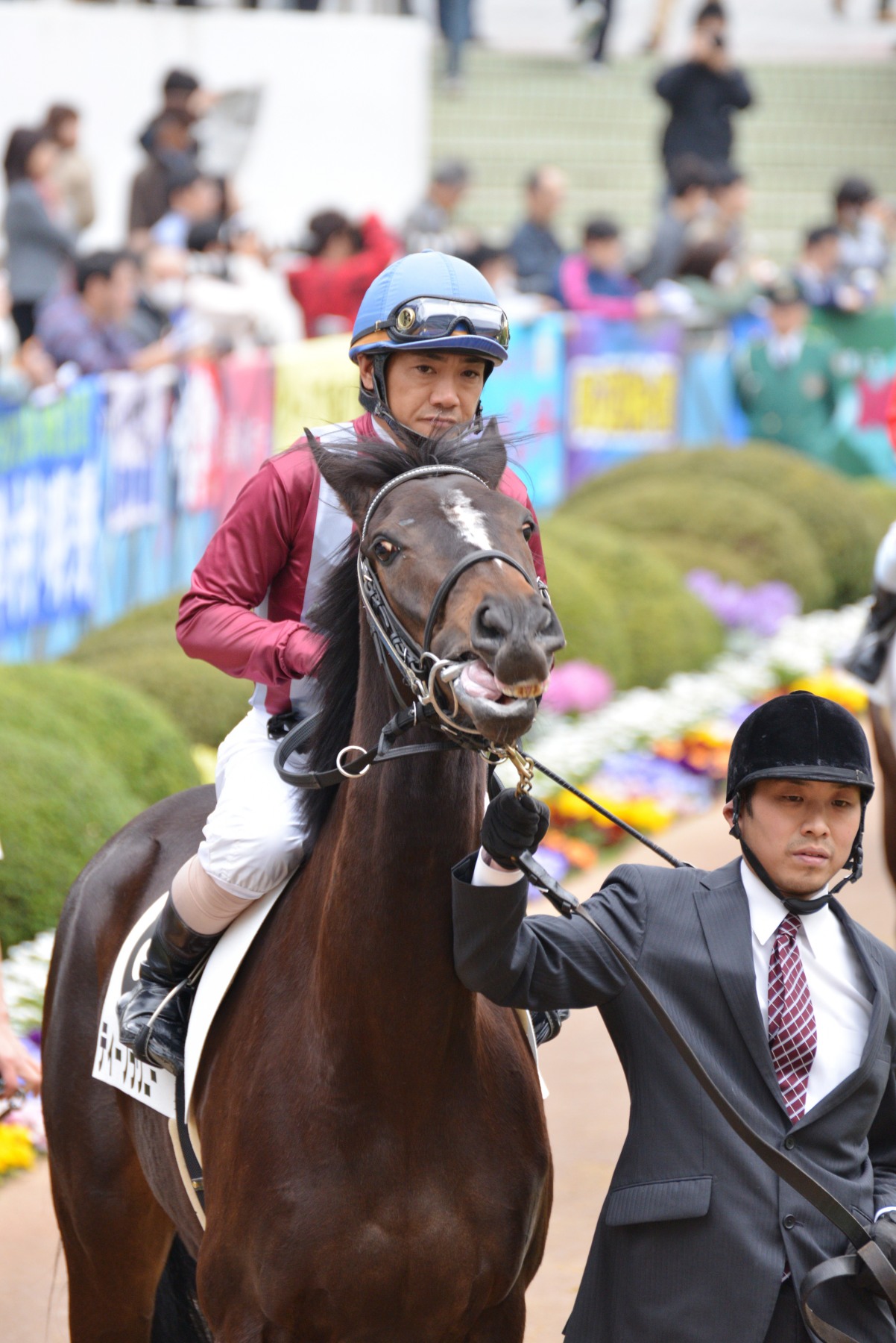 番外編　0323　中山競馬場　（日経賞　フェノーメノ他）_b0266698_20424775.jpg