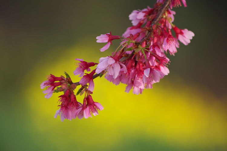 河津桜、ｵｶﾒ桜_f0130601_18532140.jpg