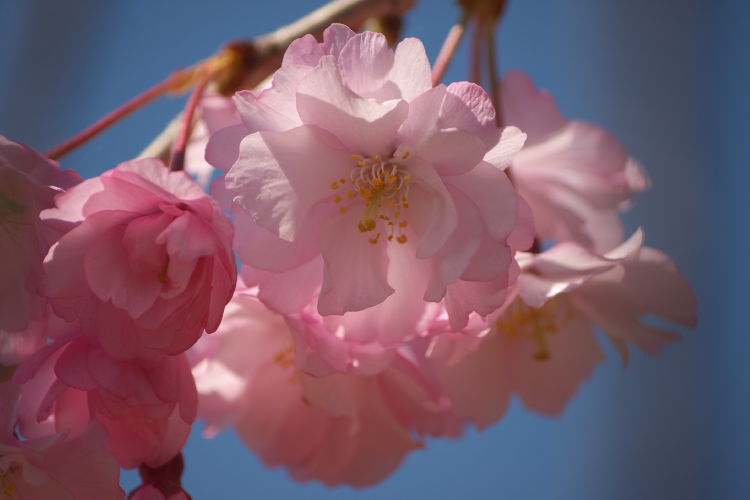 Legacy タイミングベルト交換、博物館、駅館川沿いの桜_f0130601_2259287.jpg