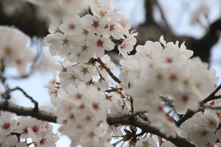 お花見だけじゃねぇ～_c0128303_18374218.jpg