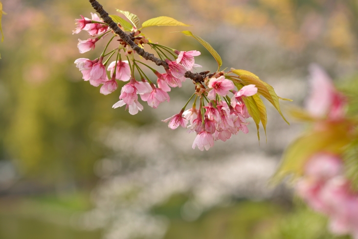 写真部：お題「桜」_e0248503_2217415.jpg