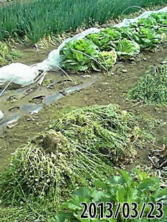 e0270403_5192114.jpg